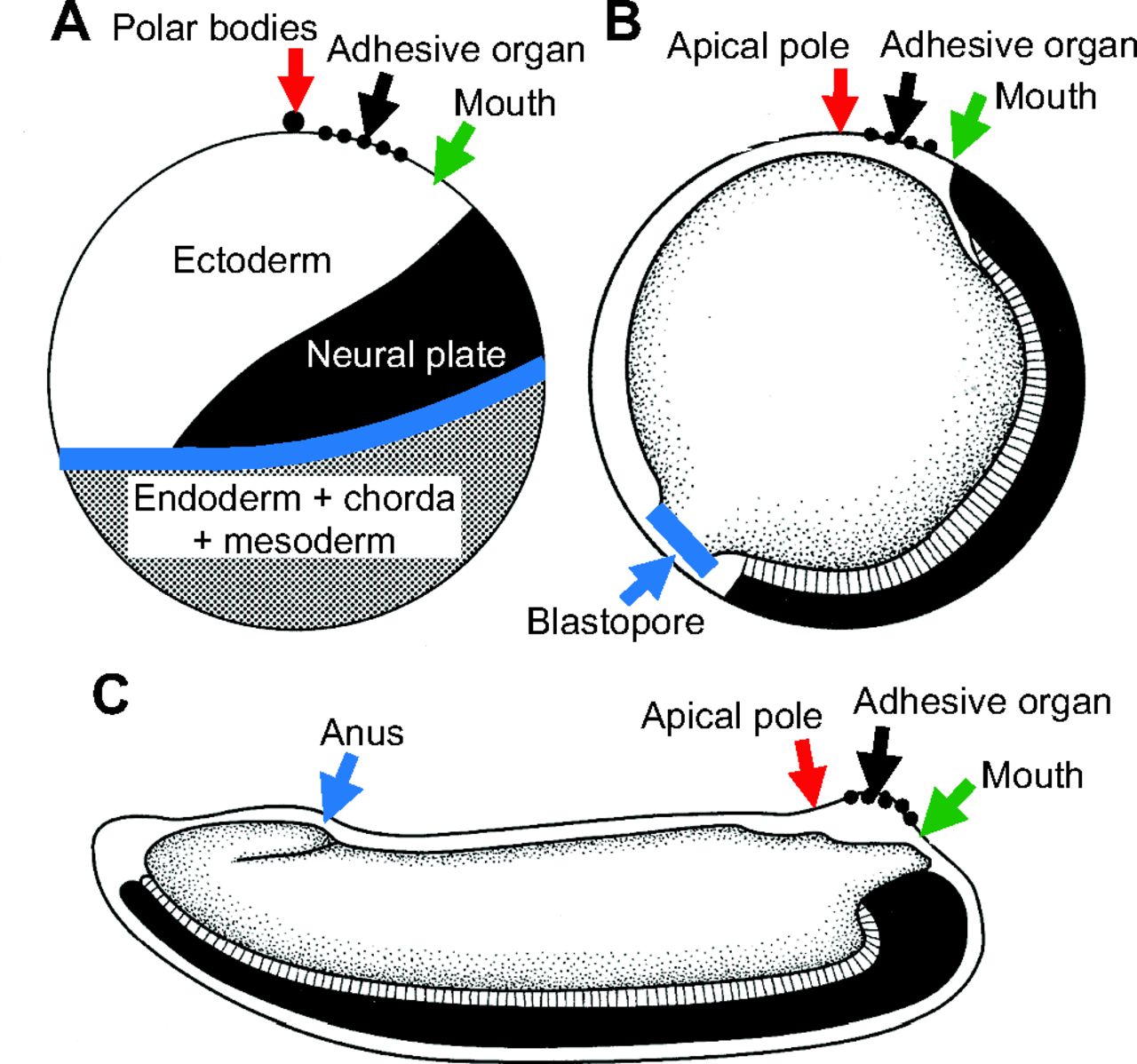 Larval nervous systems: true larval and precocious adult | Journal ...