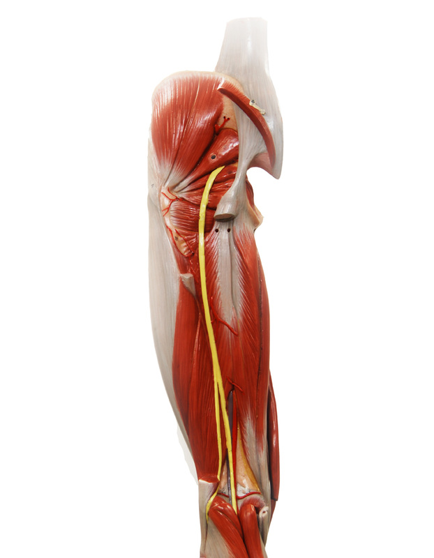 Lower Extremity - Human Anatomy