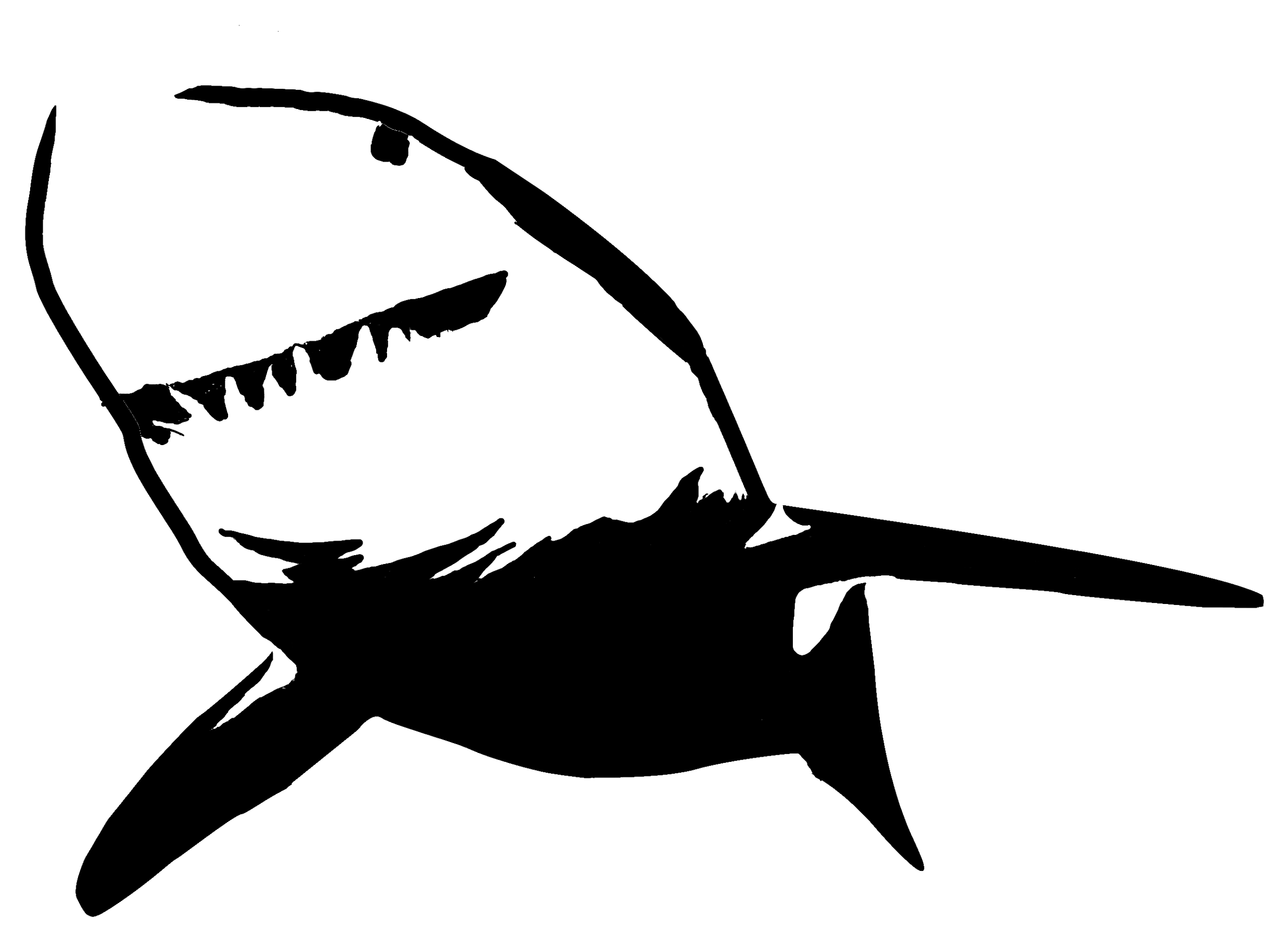 Shark Drawing Template Clipart - Free to use Clip Art Resource