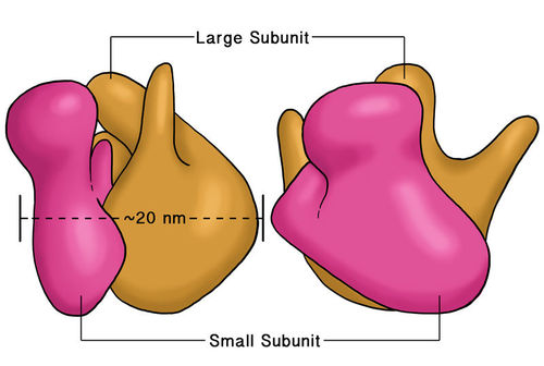 Ribosomes: