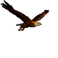 Animated Flying Birds Pictures, Images & Photos | Photobucket