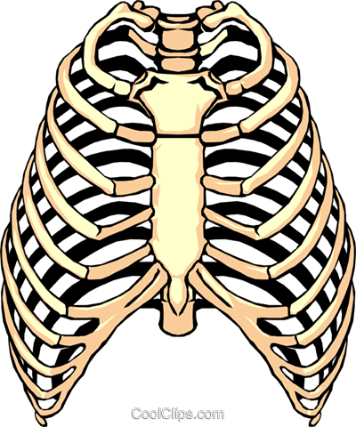 Rib clipart