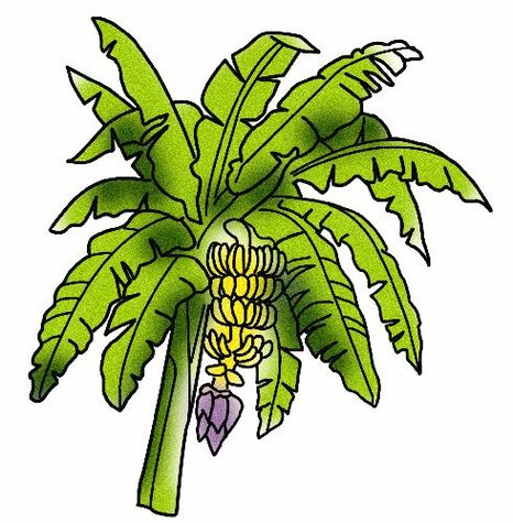 Banana Tree Drawing Clipart - Free to use Clip Art Resource
