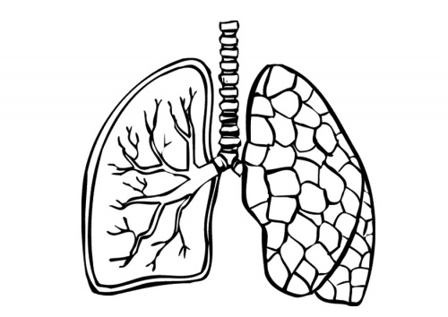 1000+ images about Anatomy | Respiratory system ...