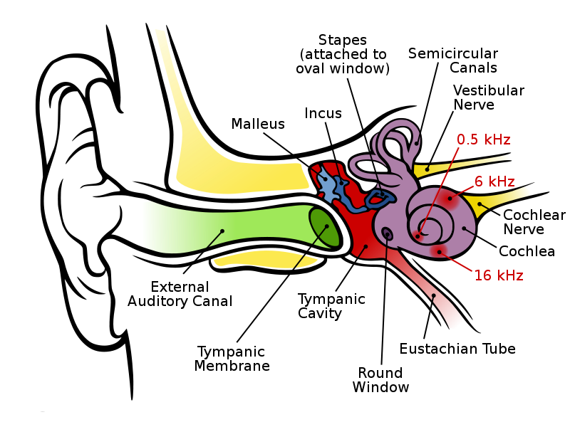Ear Diagram Clip Art - ClipArt Best