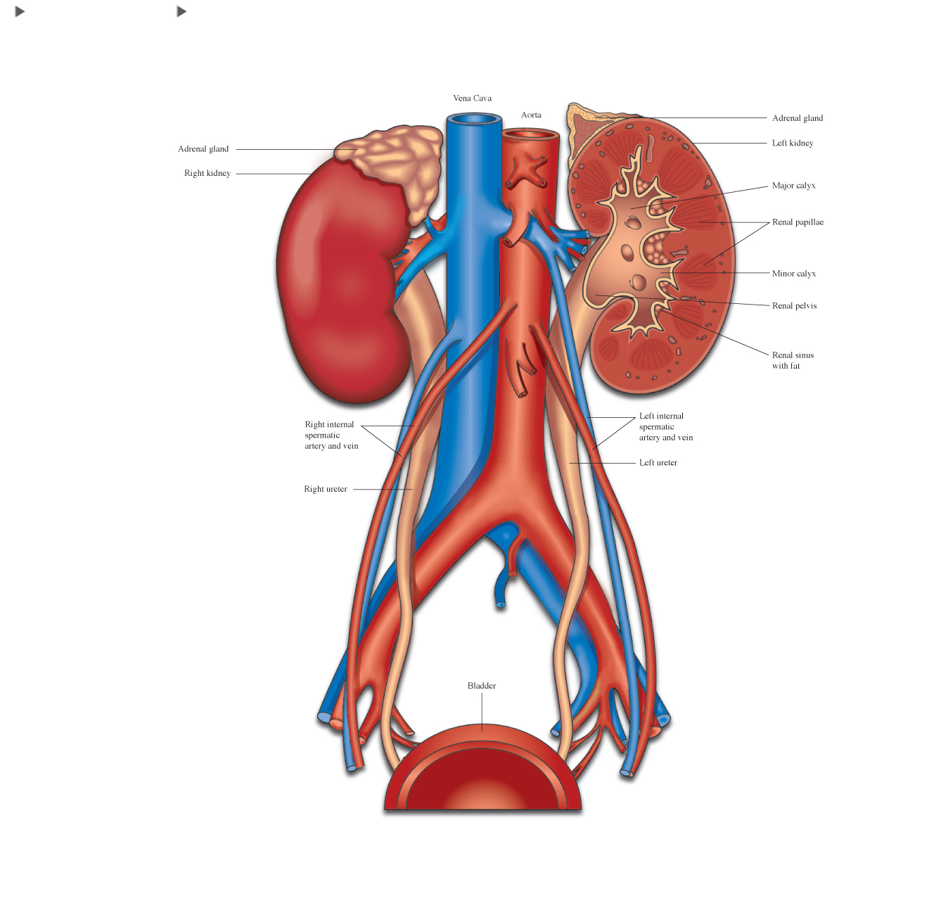 our body sistem on emaze