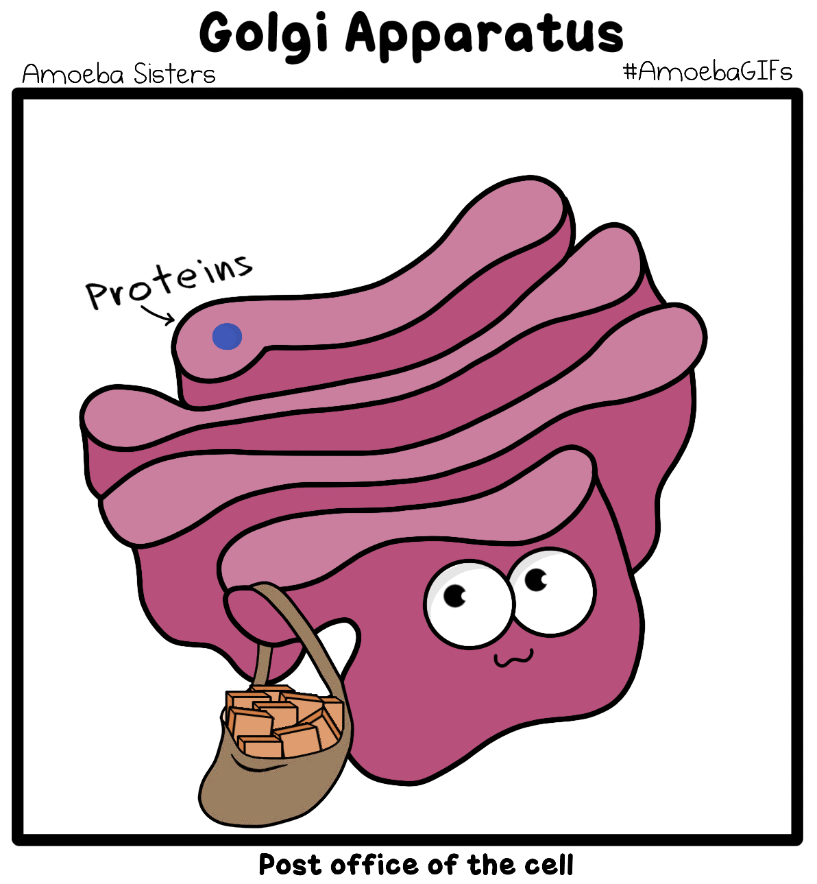 1000+ images about 6th grade life science | Life ...