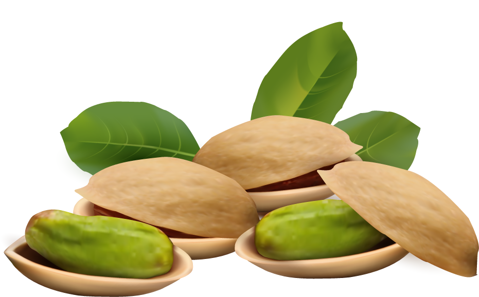 Pretty Nut Clipart Picture - All For You Wallpaper Site