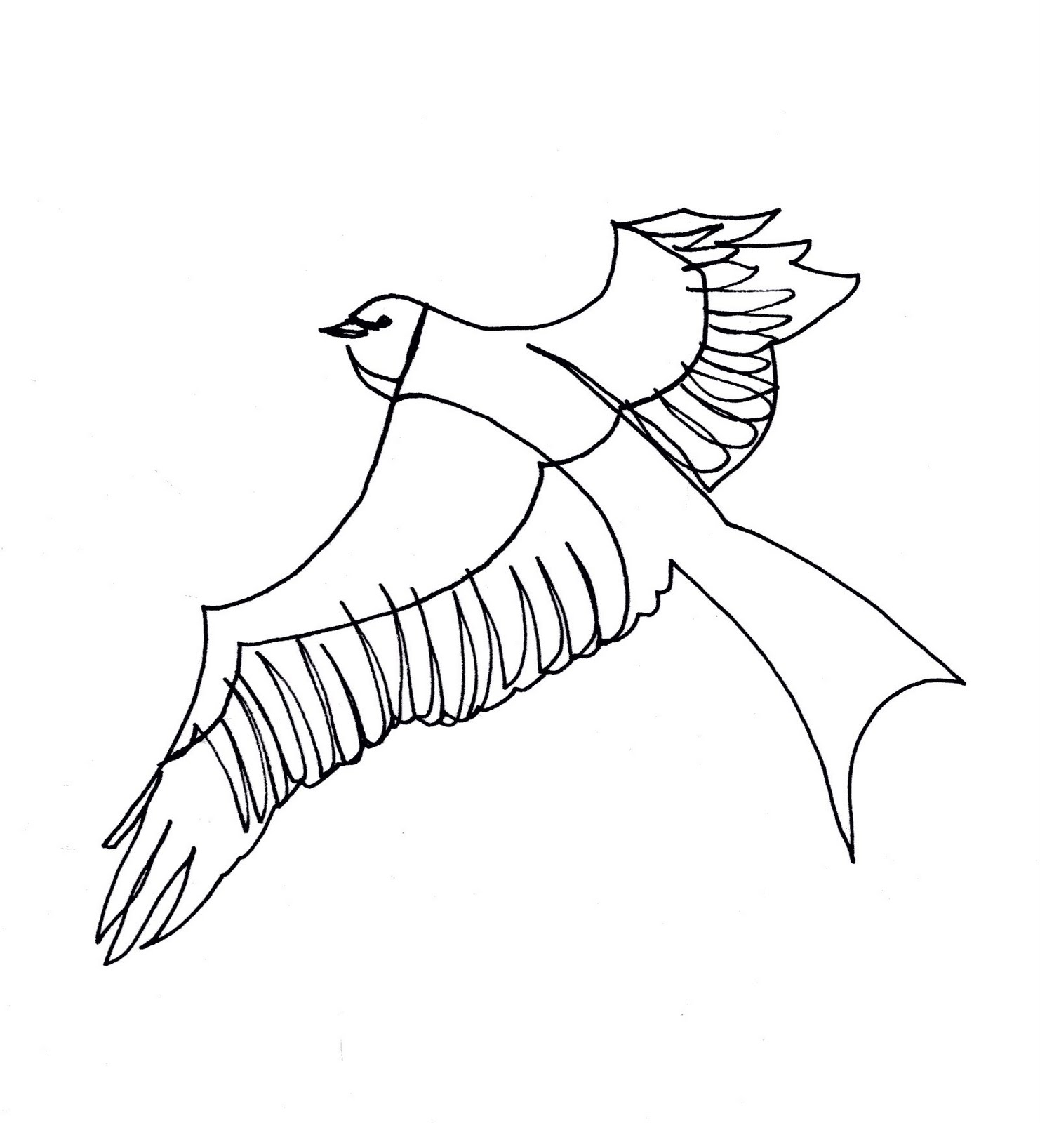 Single Line Drawings: Birds of Pray