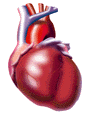 Circulatory System