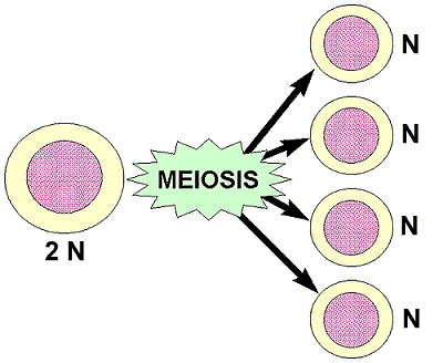 Sperm Cell Diagram - ClipArt Best