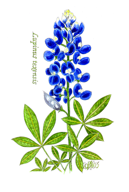 Pix For > Bluebonnet Flower Drawing