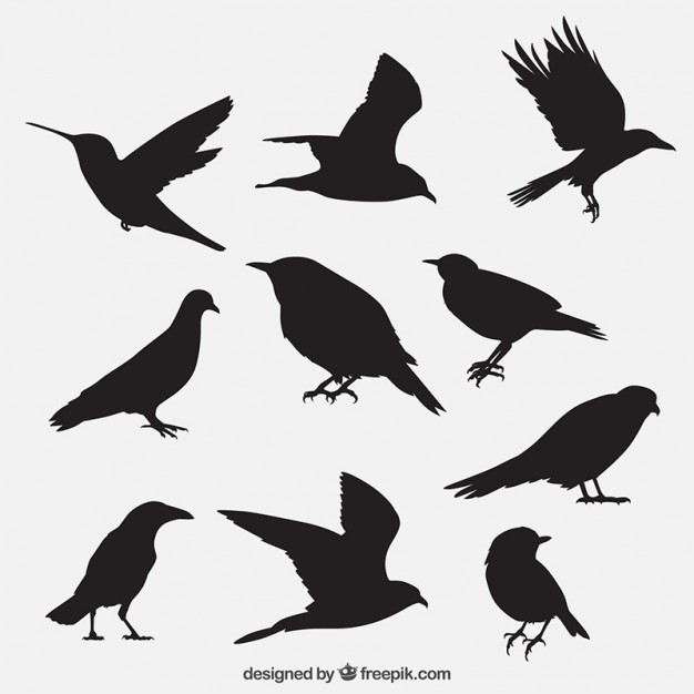 Bird Vectors, Photos and PSD files | Free Download