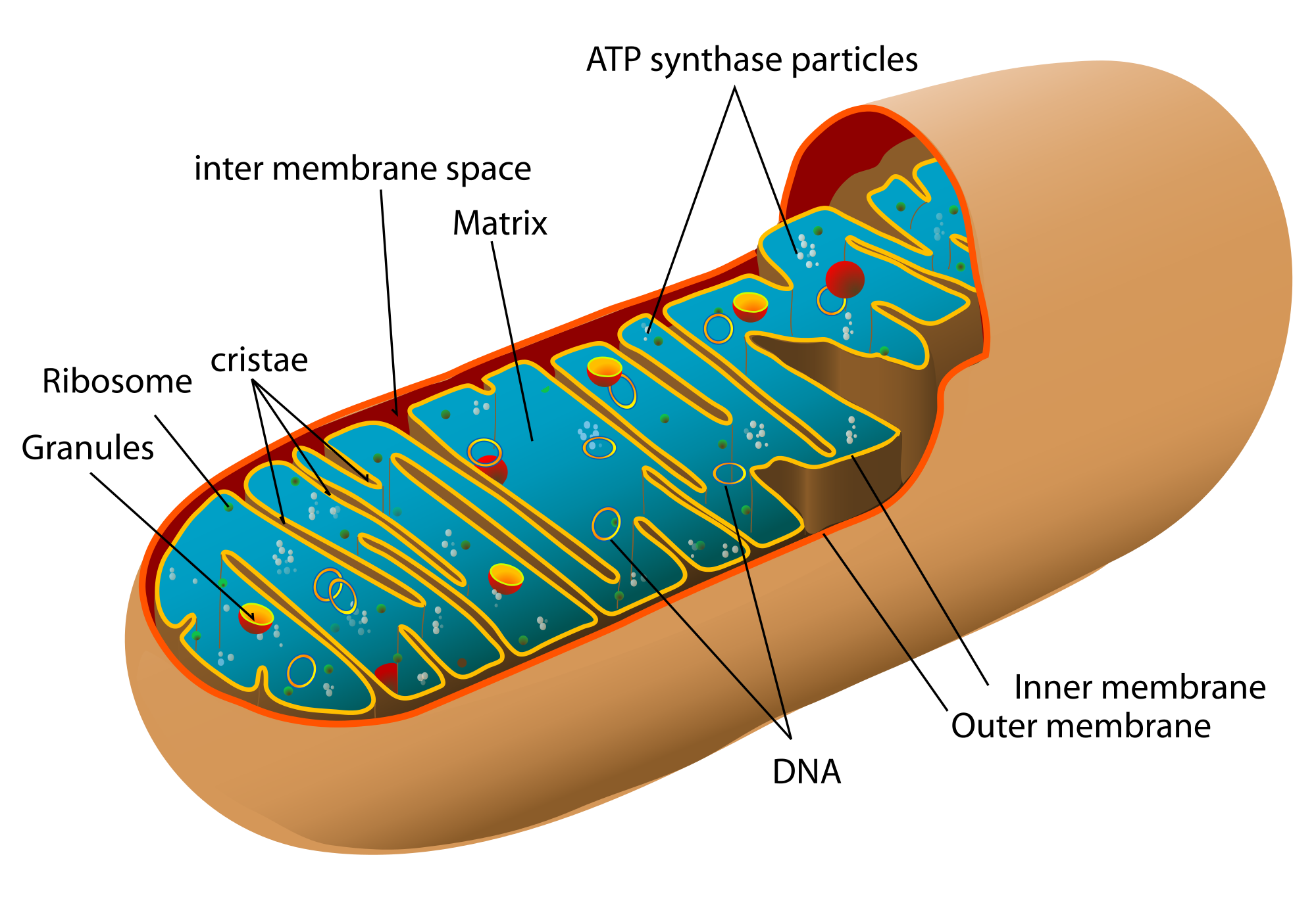 Diagram Of An Opened Procaryotic Cell - ClipArt Best