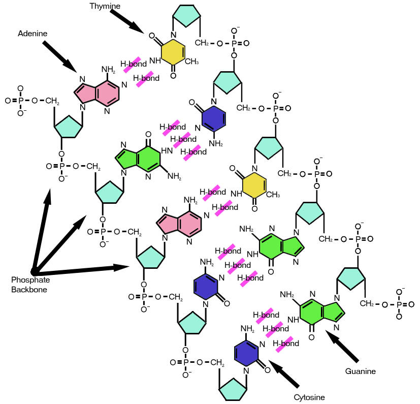File:DNA labels.jpg