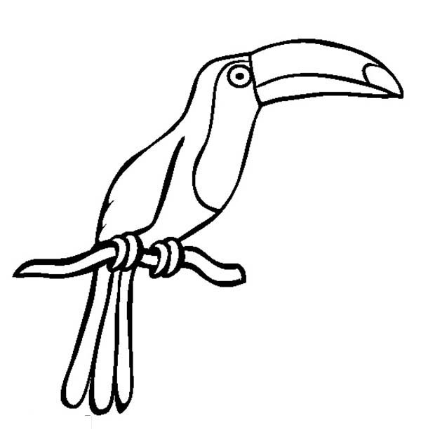 Drawing of a Toucan Coloring Page: Drawing of a Toucan Coloring ...