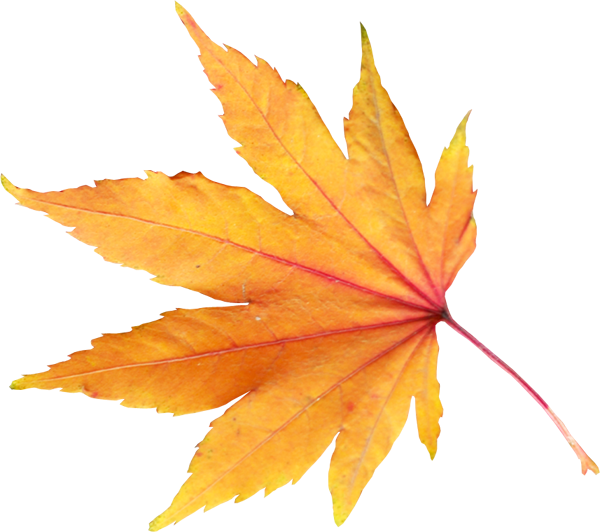 Autumn leaves PNG images, free PNG yellow leaves pictures