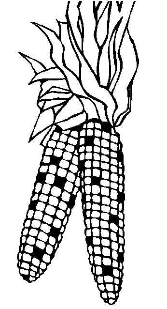 Corn Stalk Coloring Page