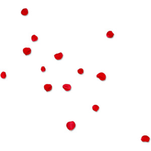 red rose petal scatter png - Polyvore