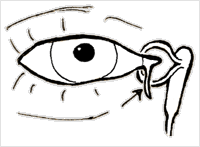 Anatomy of the Eye