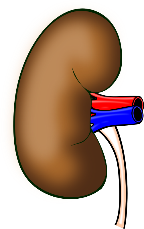 Free to Use & Public Domain Biology Clip Art - Page 2
