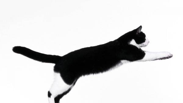 29+ Cat Backgrounds, Wallpapers, Images | Design Trends