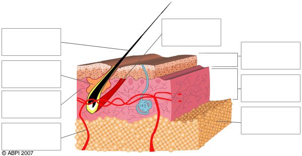 Hair follicles, Hair and The skin