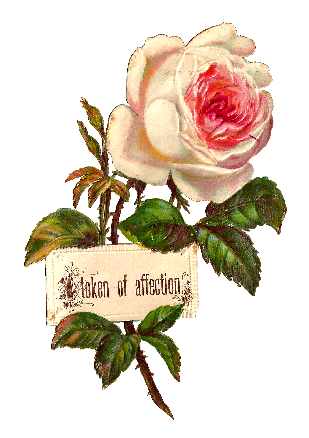 Antique Images: Printable White Rose Label Design Blank Digital ...