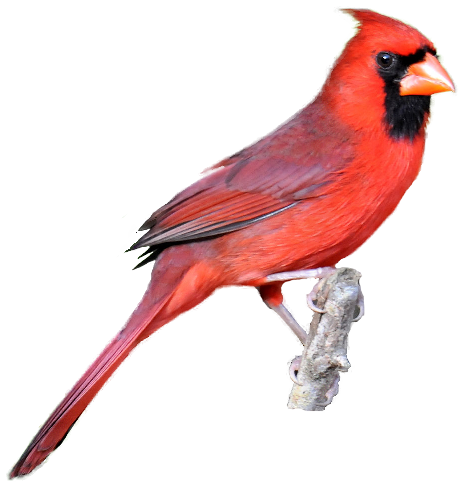 Free cardinal clipart