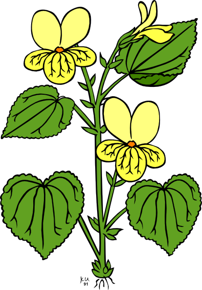 Plant Images Free | Free Download Clip Art | Free Clip Art | on ...