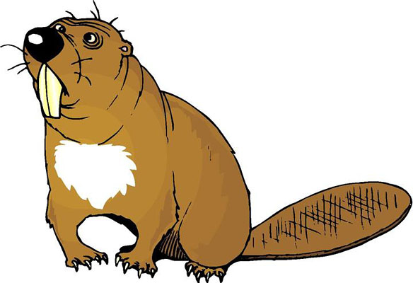 beaver clipart | Hostted