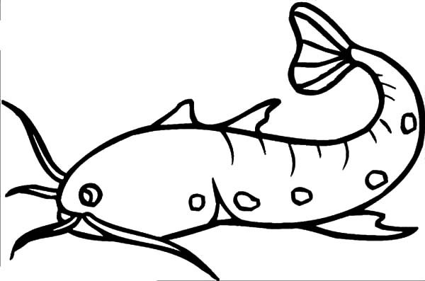 How to Draw Catfish Coloring Pages | Best Place to Color