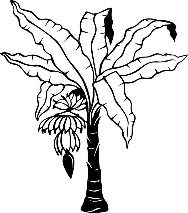 Banana tree leaf outline clipart - ClipartFox
