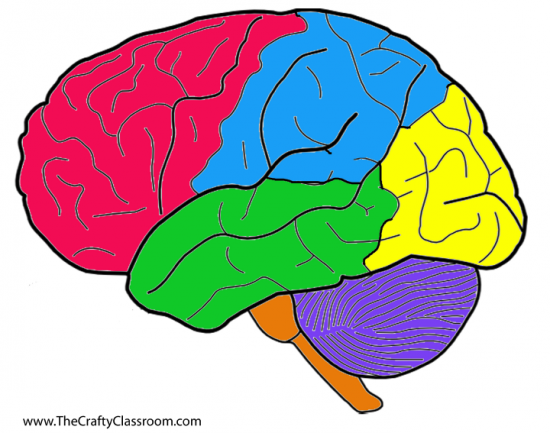 Printable Blank Brain | Free Download Clip Art | Free Clip Art ...
