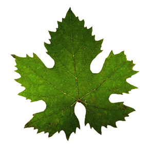 Grape Leaves Clipart