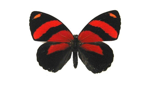 BeautifulButterfly Animated Gif Images at Best Animations