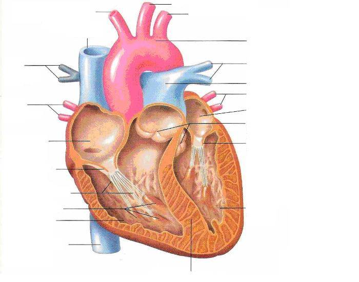Label the Heart