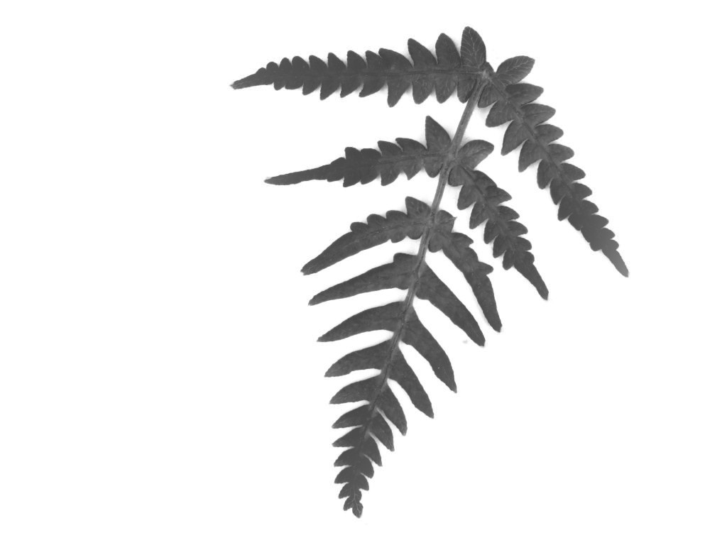 Fern Clipart | Free Download Clip Art | Free Clip Art | on Clipart ...