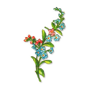 forget me nots clip art, public domain image - Polyvore