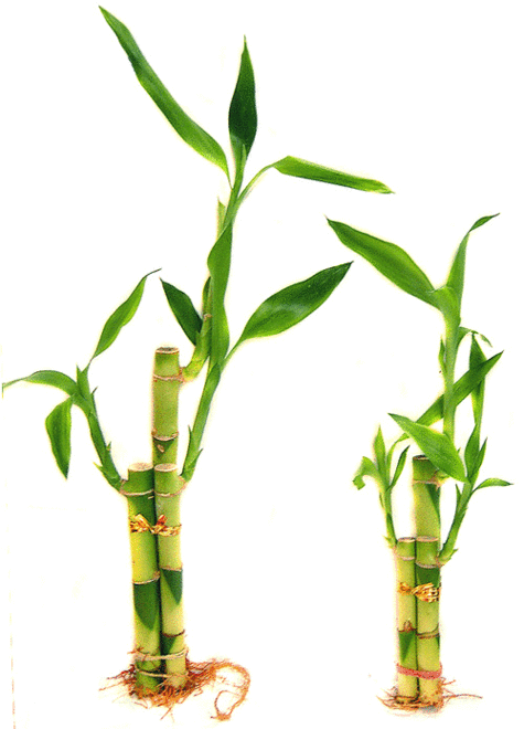 Bamboo Tree Clip Art Clipart - Free to use Clip Art Resource