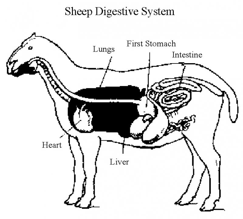 Athens Farm & Garden - Feeding Sheeps & Goats