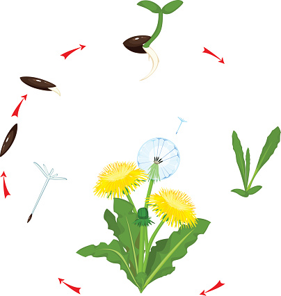 Clip Art, Vector Images & Illustrations