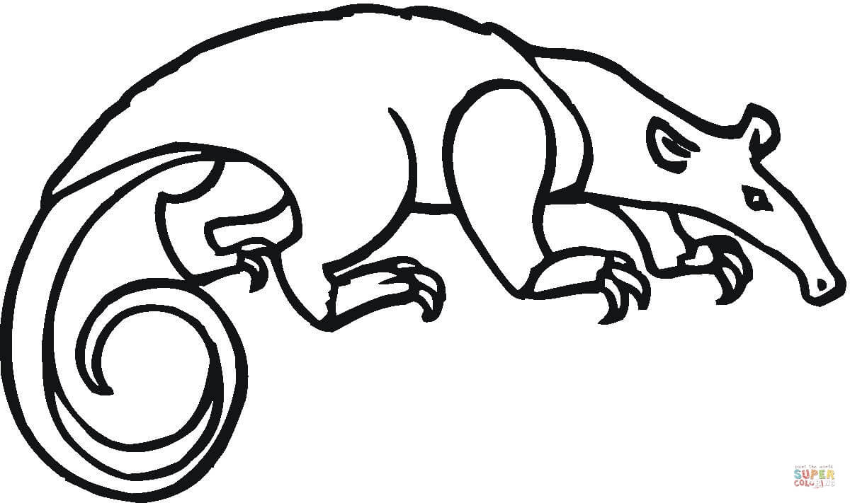 Tamandua coloring page | Free Printable Coloring Pages