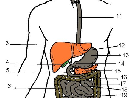 Blank Digestive System Diagram, digestion worksheet - Digitalcrate.Net