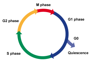 Cell Diagram