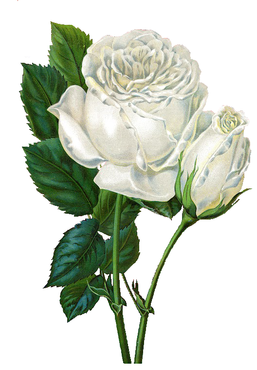 Leaping Frog Designs: Free PNG Image Vintage White Roses