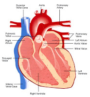 CBSE Papers, Questions, Answers, MCQ ...: CBSE Class 7 - Science ...