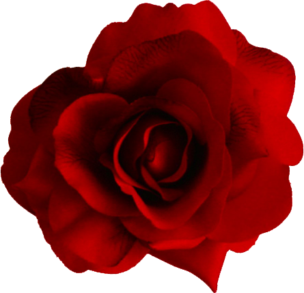 Rose PNG flower images, free download