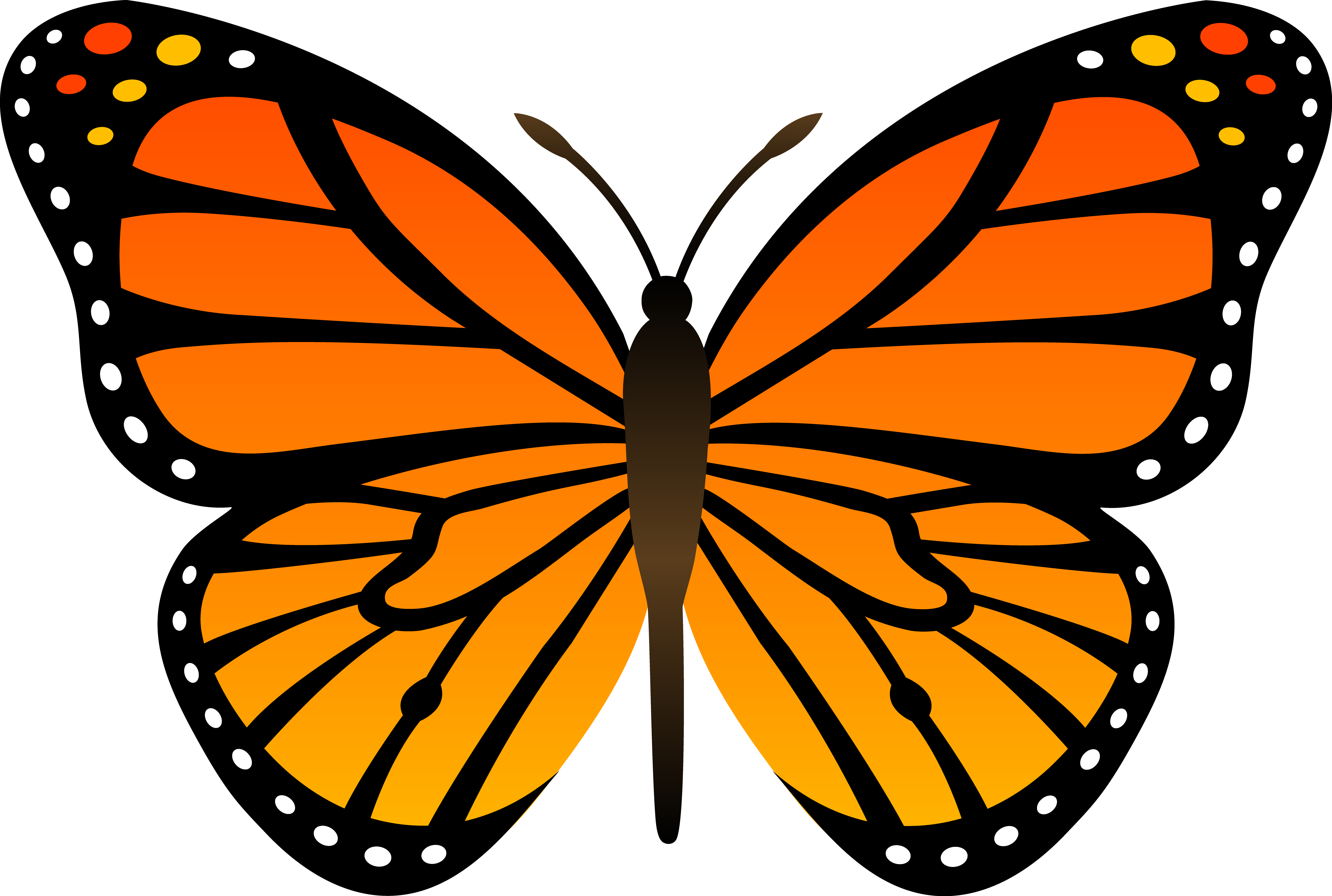 Butterfly Cartoon Pictures
