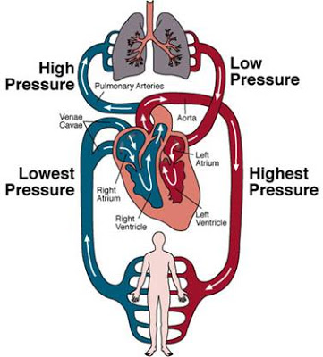 Circulation System Diagram - Juanribon.com